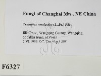 雲芝藏品圖，第2張