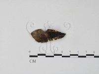 雲芝藏品圖，第3張