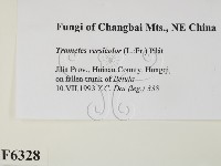 雲芝藏品圖，第2張