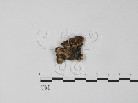 雲芝藏品圖，第3張