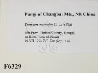 雲芝藏品圖，第2張