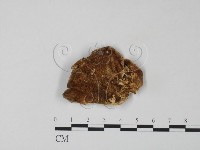 雲芝藏品圖，第1張