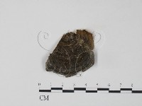 雲芝藏品圖，第3張