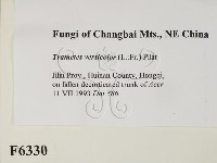 雲芝藏品圖，第2張