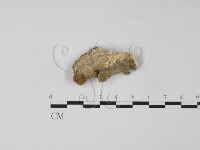 雲芝藏品圖，第3張