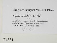 雲芝藏品圖，第2張