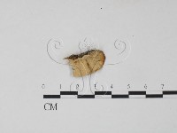 雲芝藏品圖，第1張