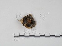 雲芝藏品圖，第3張