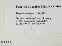 雲芝藏品圖，第2張