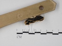 雲芝藏品圖，第3張