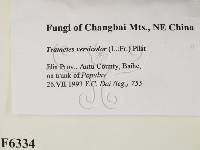 雲芝藏品圖，第2張