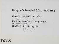 雲芝藏品圖，第2張