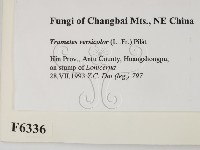 雲芝藏品圖，第2張