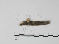 雲芝藏品圖，第1張