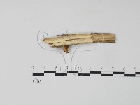 雲芝藏品圖，第3張