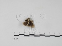 雲芝藏品圖，第1張