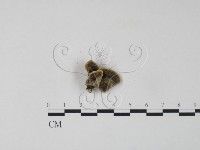 雲芝藏品圖，第3張