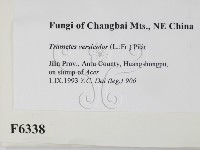 雲芝藏品圖，第2張