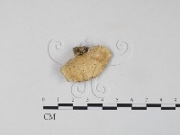 雲芝藏品圖，第1張