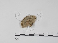 雲芝藏品圖，第3張