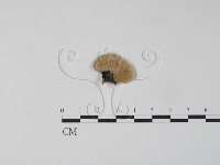 雲芝藏品圖，第3張