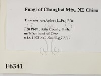 雲芝藏品圖，第2張