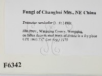 雲芝藏品圖，第2張