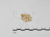 雲芝藏品圖，第3張