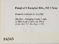 雲芝藏品圖，第2張