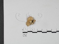 雲芝藏品圖，第3張