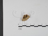 雲芝藏品圖，第4張