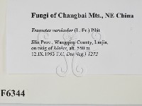 雲芝藏品圖，第2張