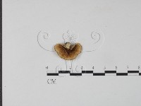 雲芝藏品圖，第1張