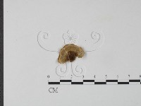 雲芝藏品圖，第3張