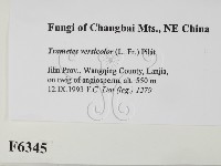 雲芝藏品圖，第2張