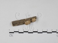 雲芝藏品圖，第1張