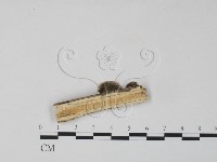 雲芝藏品圖，第3張