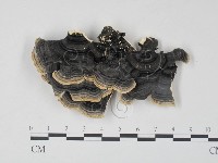 雲芝藏品圖，第3張