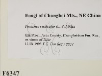 雲芝藏品圖，第2張