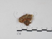 雲芝藏品圖，第1張