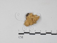 雲芝藏品圖，第3張