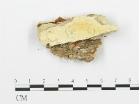 登錄號:F0006348藏品圖，第3張