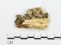 登錄號:F0006349藏品圖，第3張