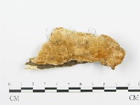 登錄號:F0006350藏品圖，第1張