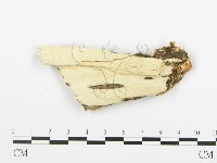 登錄號:F0006350藏品圖，第3張