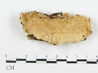 登錄號:F0006352藏品圖，第1張