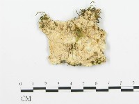 登錄號:F0006353藏品圖，第1張