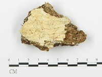 登錄號:F0006354藏品圖，第4張