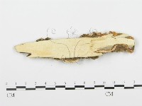 登錄號:F0006355藏品圖，第3張