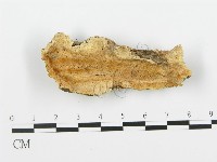 登錄號:F0006356藏品圖，第1張